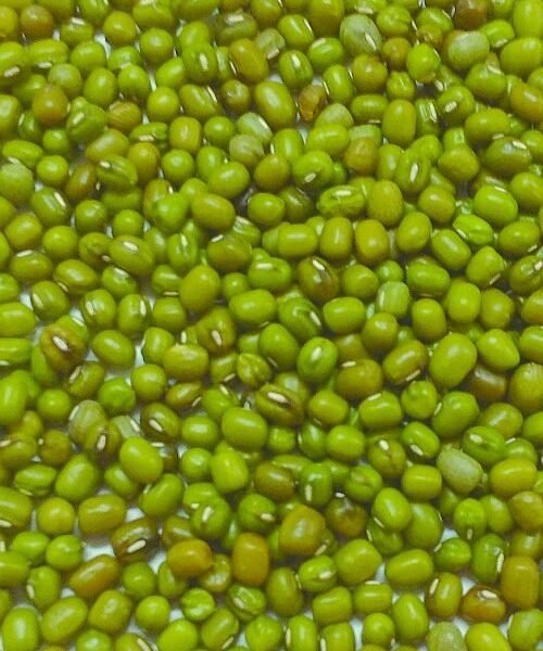Moong Whole（Green gram) 1kg / 緑豆皮付き
