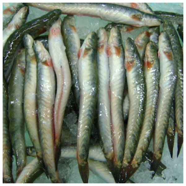 K.CHIRING 500g BD